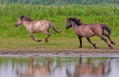 Konik paarden op snelheid