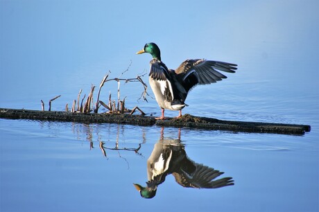 Weerspiegeling