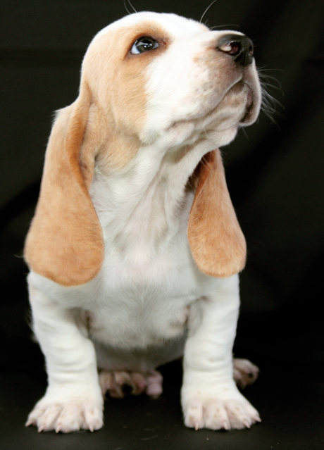 Basset-puppie