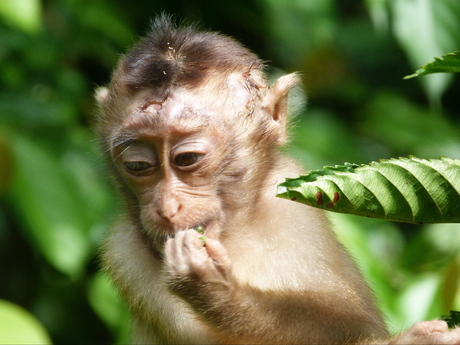 Aapje op Borneo