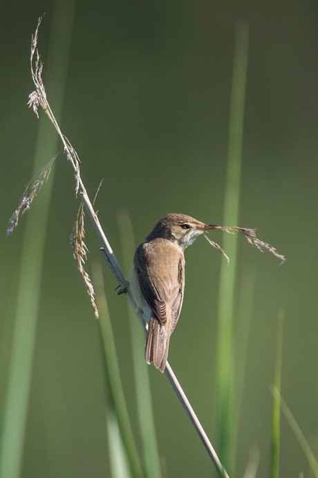 Cetti's zanger