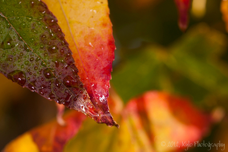 Herfstbladeren