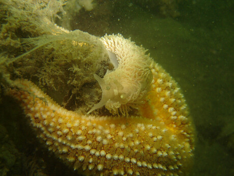 naakslak op zeester