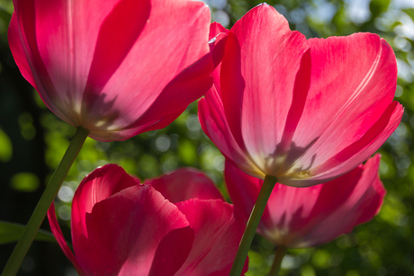 _MG_0254.2tulp