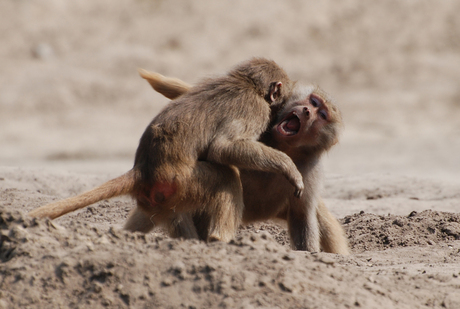 playing monkeys