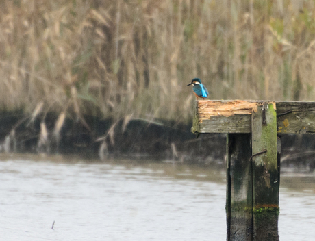 ijsvogel