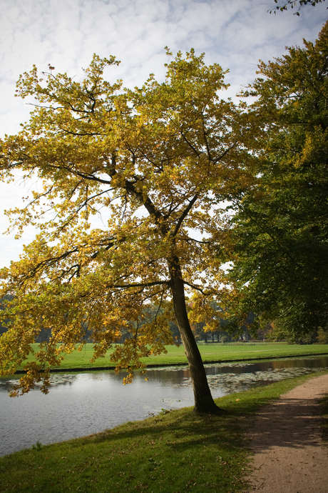 Herfst boom