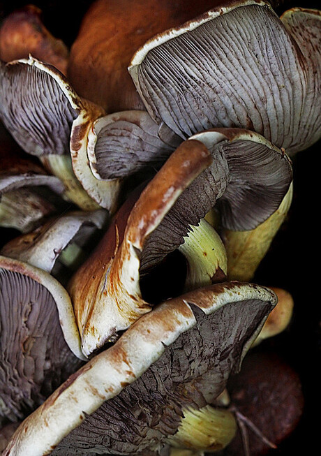 Zooitje Paddenstoelen