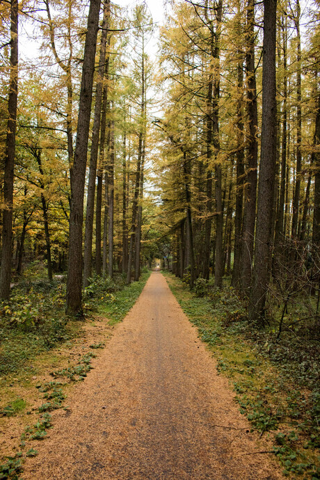 Het Bos