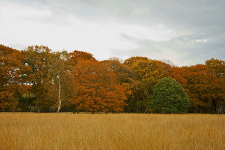herfstkleuren Veluwe