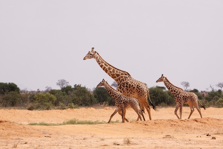 Giraffe Kenia