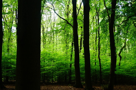 Het Bos