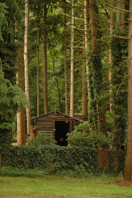 Tussen de bomen