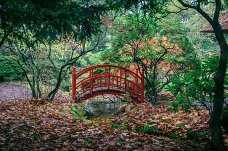 Herfst_Japanse_tuin_