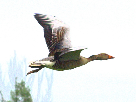 Oostvaardersplassen