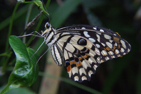 Papilio demoleus