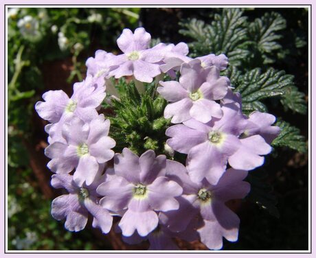 Bloemetjes in de zon.....