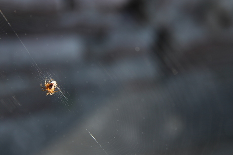 Spin in web (2)