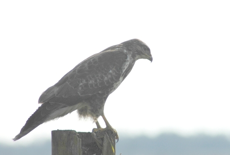 Buizerd