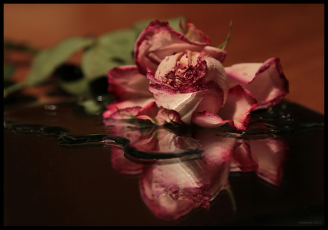 Drowned rose