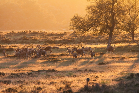 Edelherten in ondergaande zon