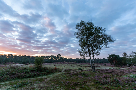 Leersumse veld