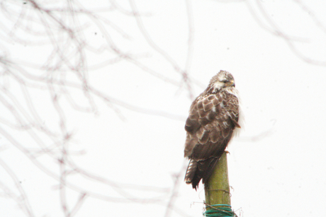 Buizerd goede vrijdag .jpg