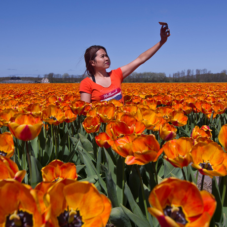 Tulips from Holland