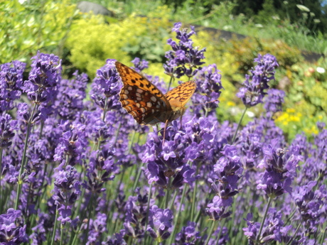 vlinder op lavendel