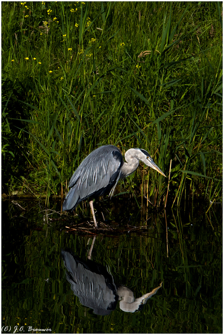 reiger