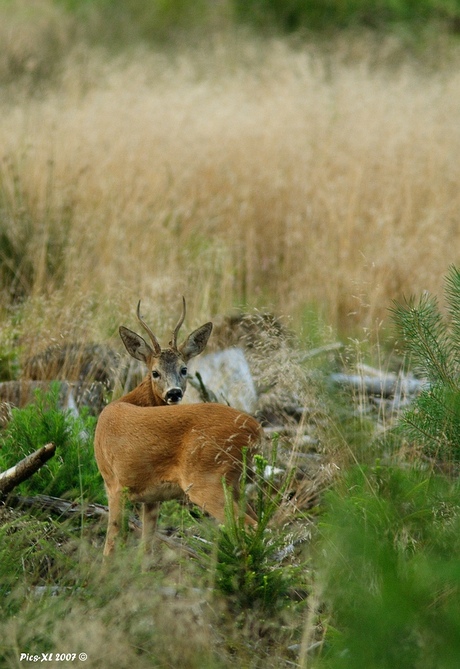 Close Encounter