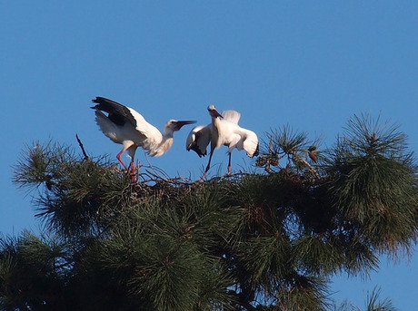 ooievaar op nest milfontes 26-12-14.jpg