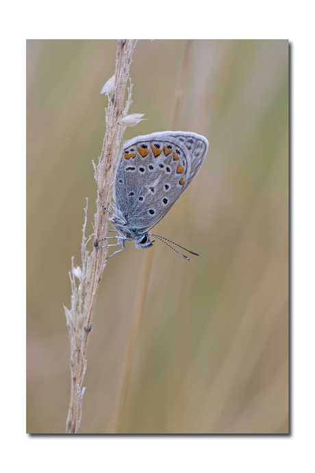 Icarusblauwtje (Polyommatus icarus)