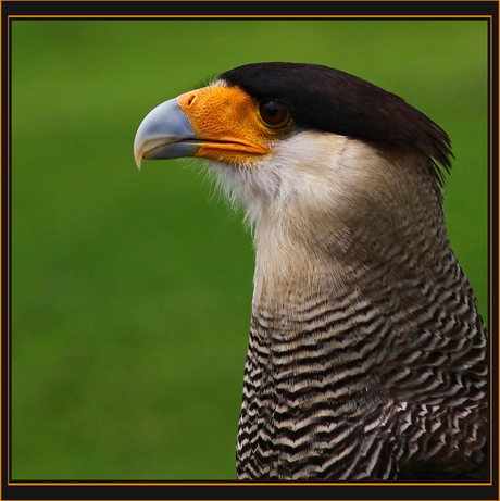 Kuifcaracara