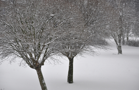 Winter in de achtertuin