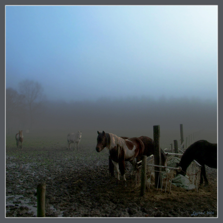 Horses In The Mist