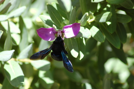 Blauwzwarte houtbij