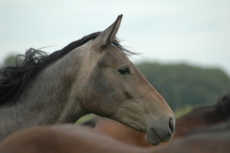 Cesar