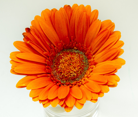 gerbera