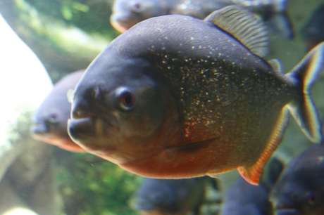 Piranha