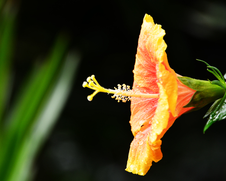 Oranje macro