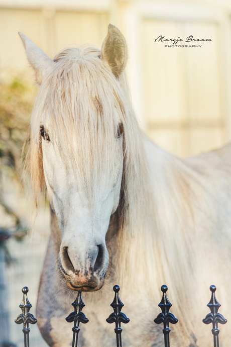 Andalusian horse