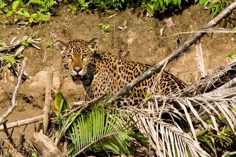 Jaguar in Peru