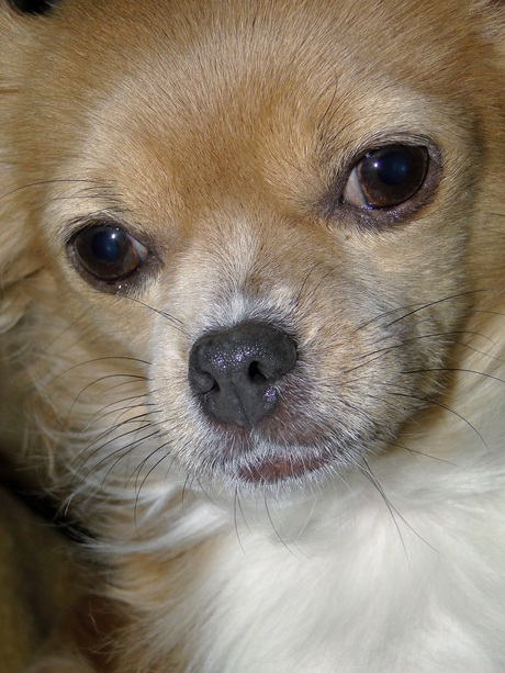 Close-up van mijn oudste half-langharige Chihuahua Vicky, 6-2-2012.