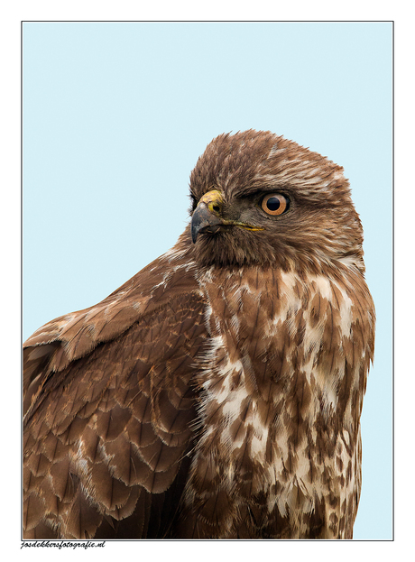 portret buizerd.