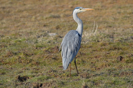 Reiger gespot duingebied Camperduin