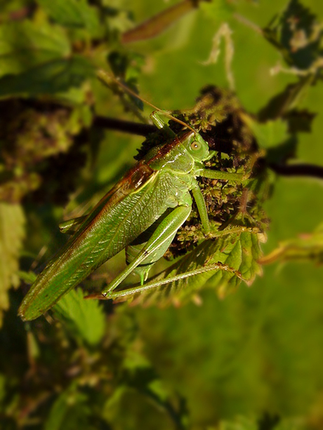Sprinkhaantje
