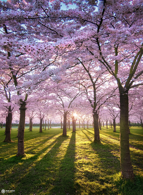 Blossom park