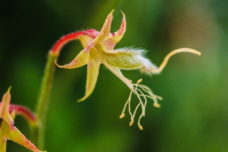 Bloemetje