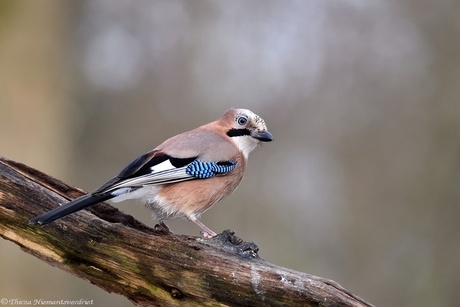 Curious Jay